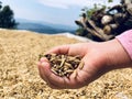 Harvest in South West China Royalty Free Stock Photo